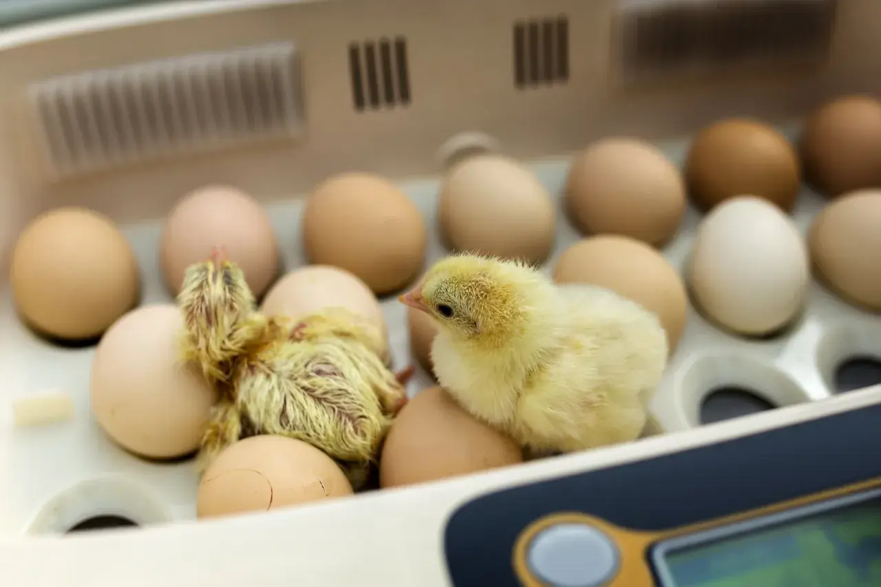 Pisklęta wylęgają się z jaj w inkubatorze. Prawidłowa temperatura inkubacji jaj kurzych jest kluczowa dla ich rozwoju.