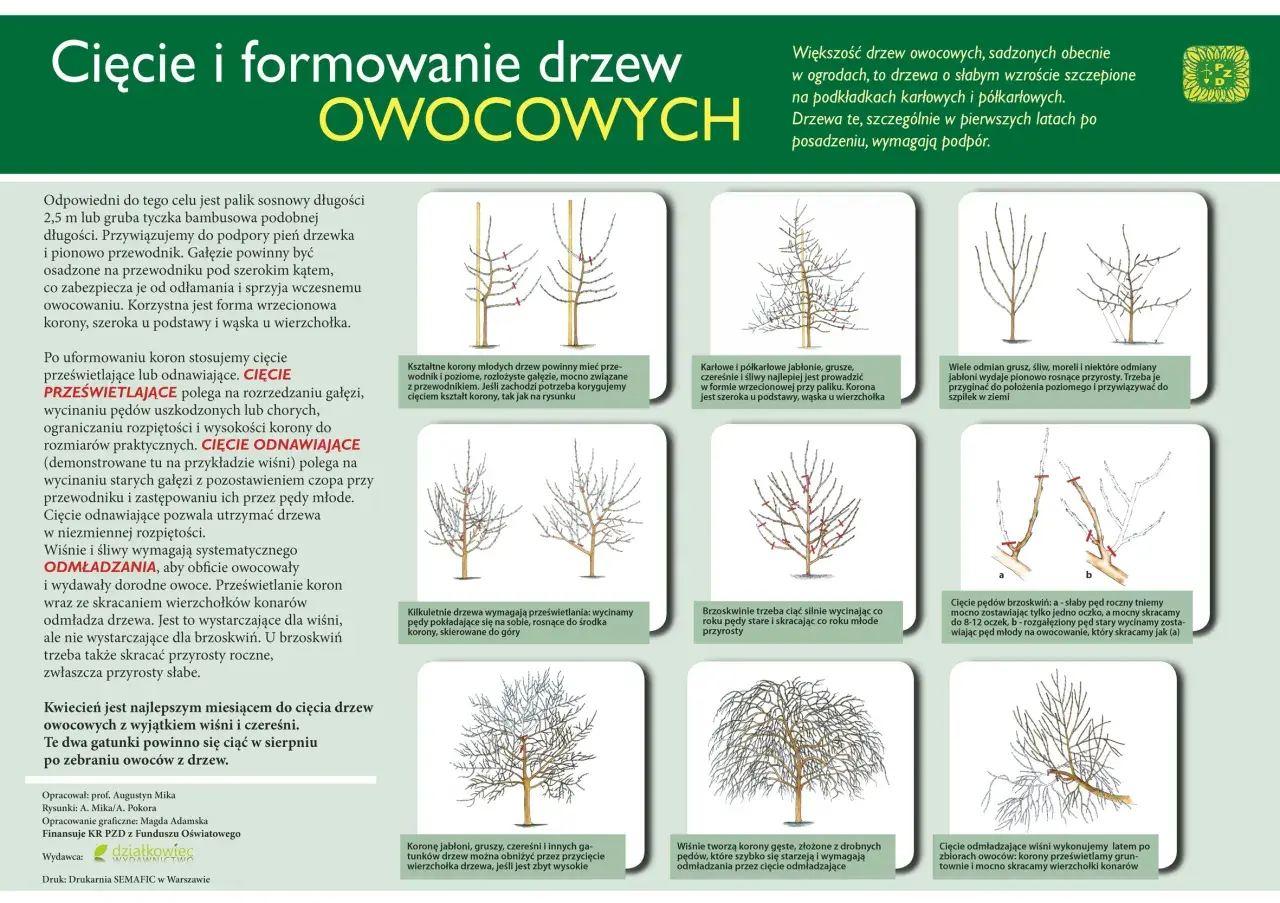 Ilustracje pokazują, kiedy przycinamy czereśnie i inne drzewa owocowe, formując ich korony i pędy.