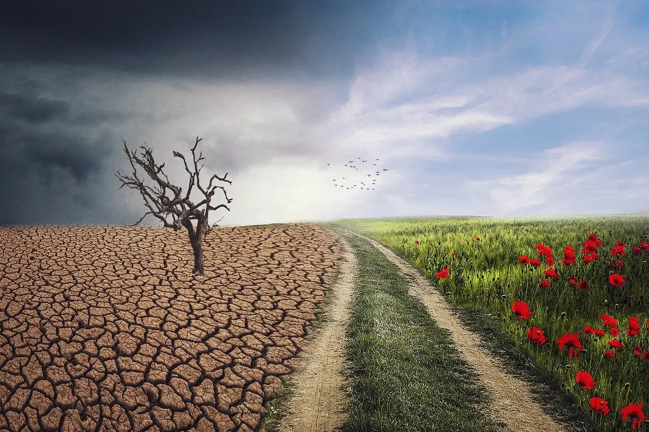 Kontrastujące warunki agroklimatyczne: wyschnięta ziemia z uschniętym drzewem i bujna, zielona łąka z makami.