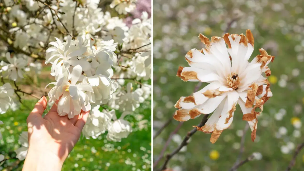 Dwie magnolie: jedna w pełnym rozkwicie, druga z brązowymi końcówkami płatków. Jak długo kwitnie magnolia? Zależy od pogody i odmiany.