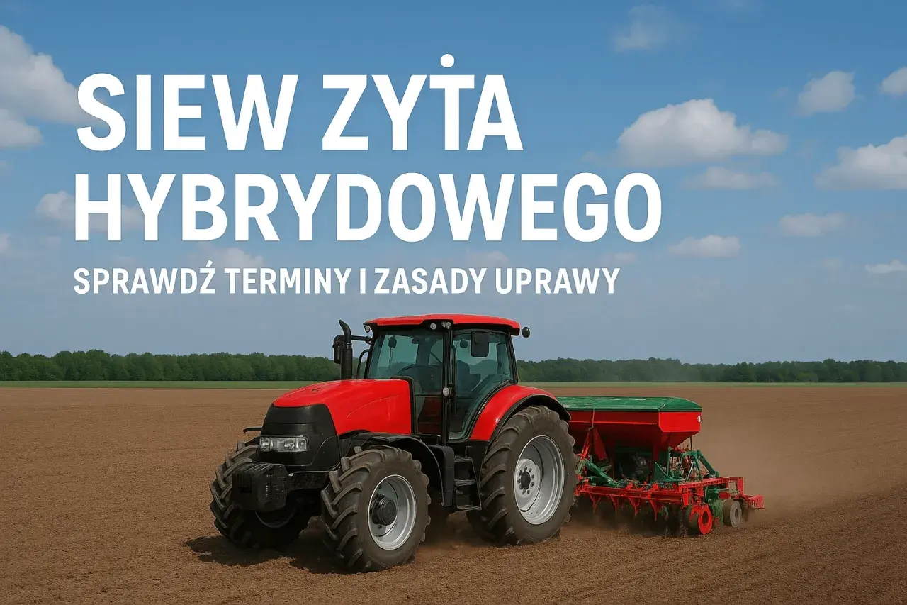 Czerwony traktor z siewnikiem na polu, przygotowuje glebę pod siew żyta hybrydowego. Agrofoto.