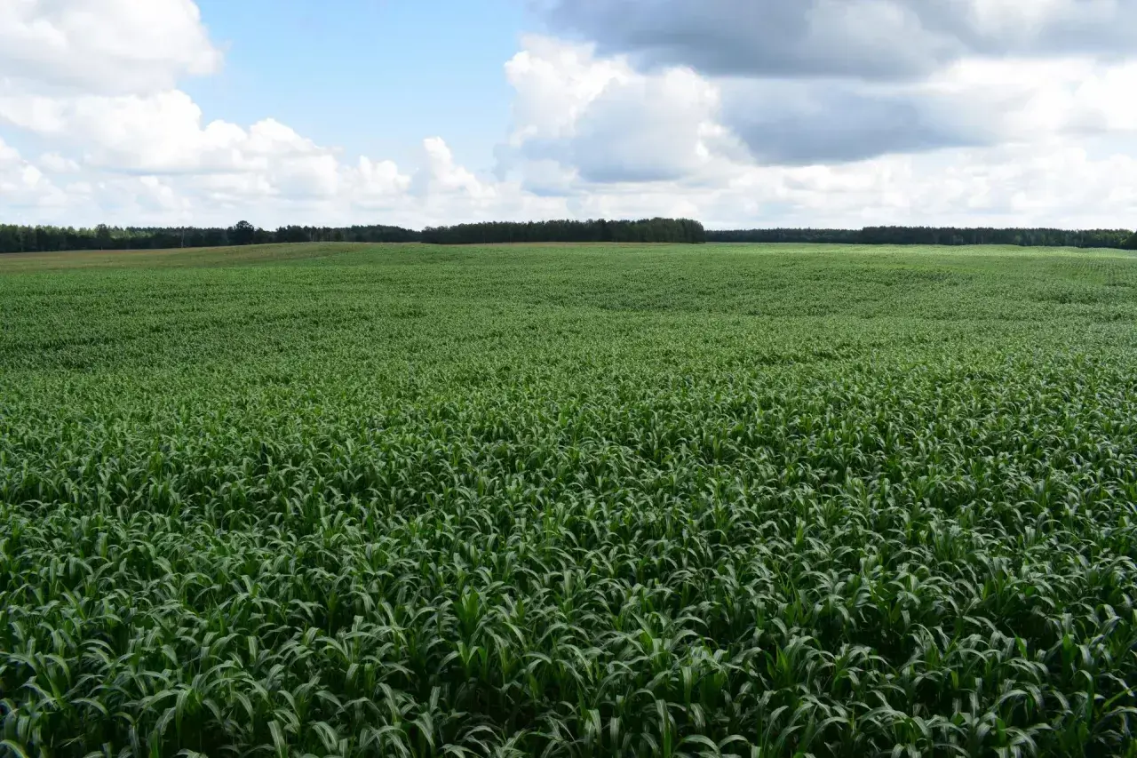Rozległe pole zielonego **sorgo cukrowe** pod błękitnym niebem z chmurami.