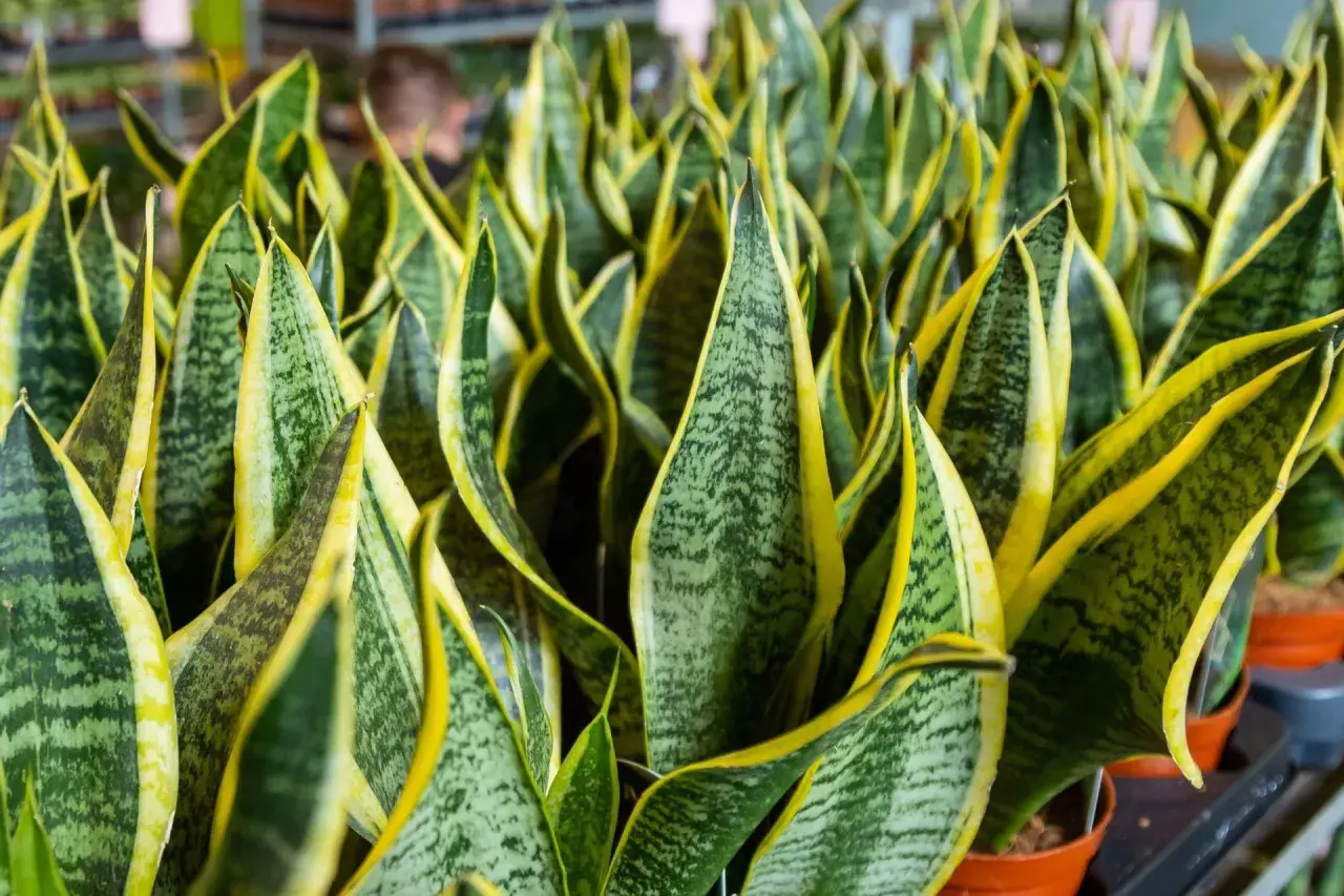 Gęsto posadzone sansevieria odmiany o zielono-żółtych liściach, tworzące bujną, tropikalną dżunglę.