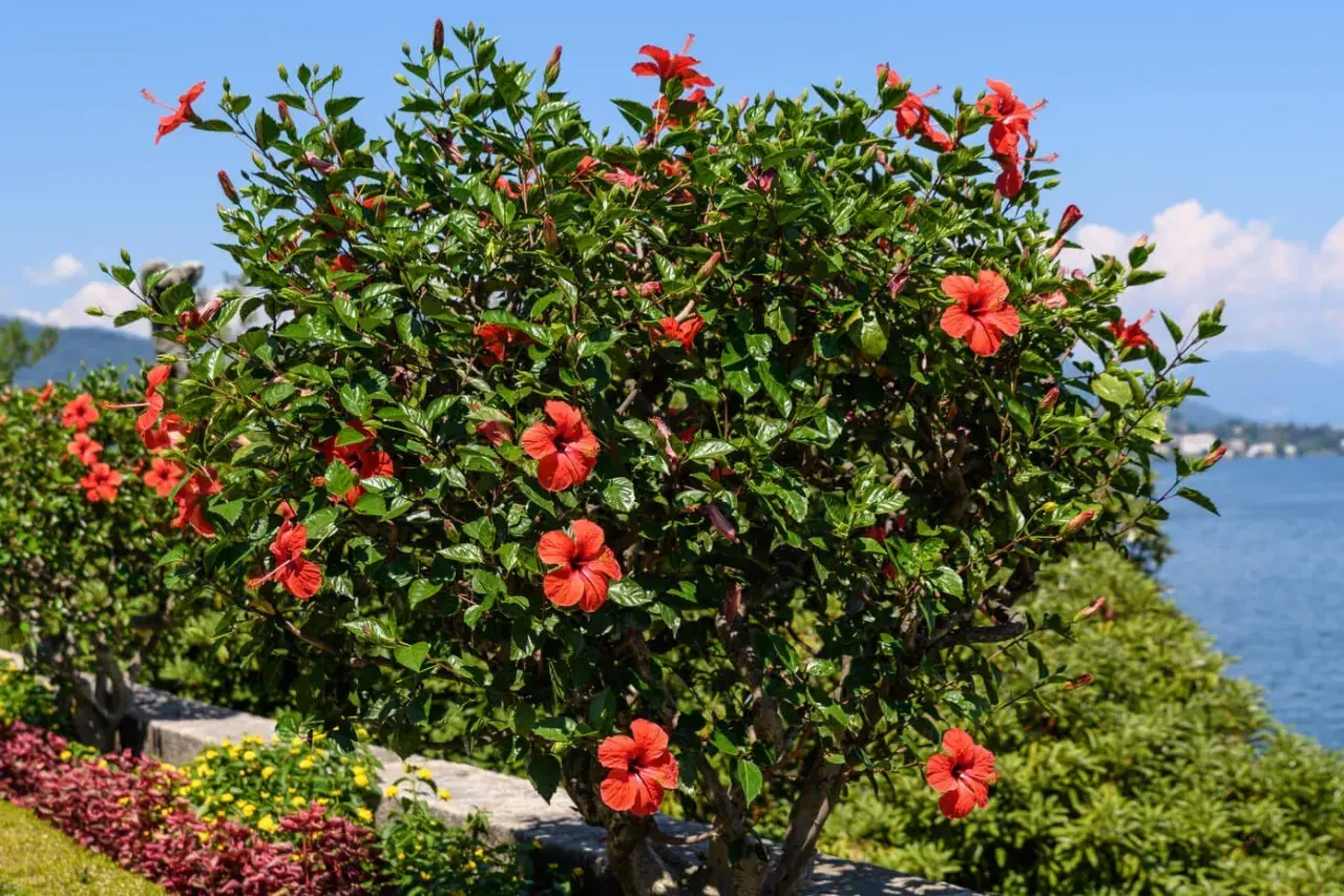 Krzew hibiskusa z licznymi czerwonymi kwiatami, piękne odmiany kwitnące nad jeziorem.