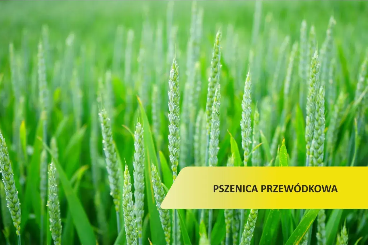 Zielone kłosy pszenicy przewódkowej na polu, w tle rozmyte łany.