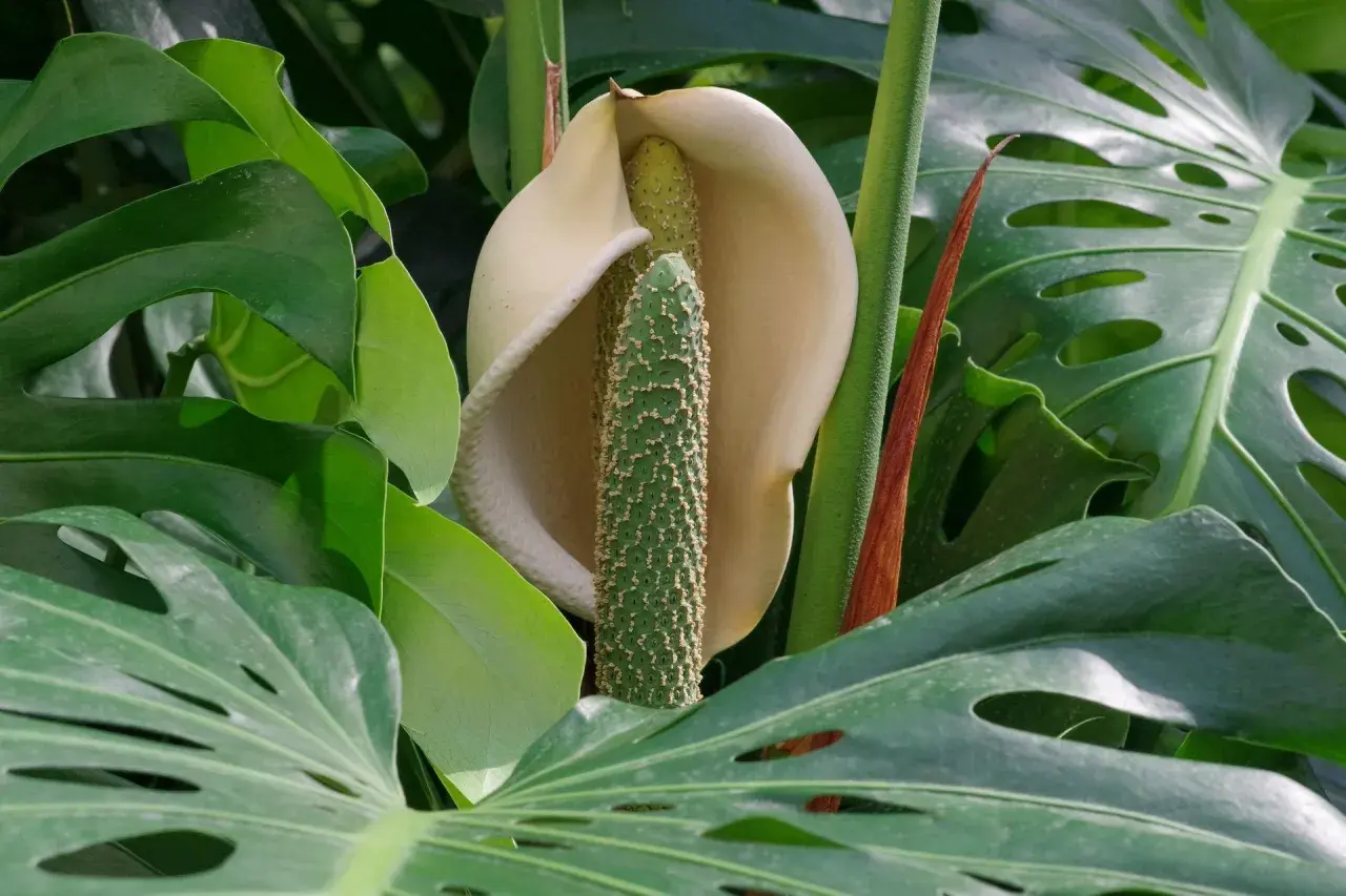 Kwiatostan monstery, otoczony dużymi, zielonymi liśćmi. Czy monstera kwitnie? Tak, oto dowód!