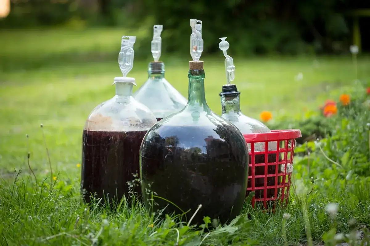 Kilka balonów z ciemnym płynem i rurkami fermentacyjnymi na trawie. To początek drogi, jak zrobić wino półsłodkie.