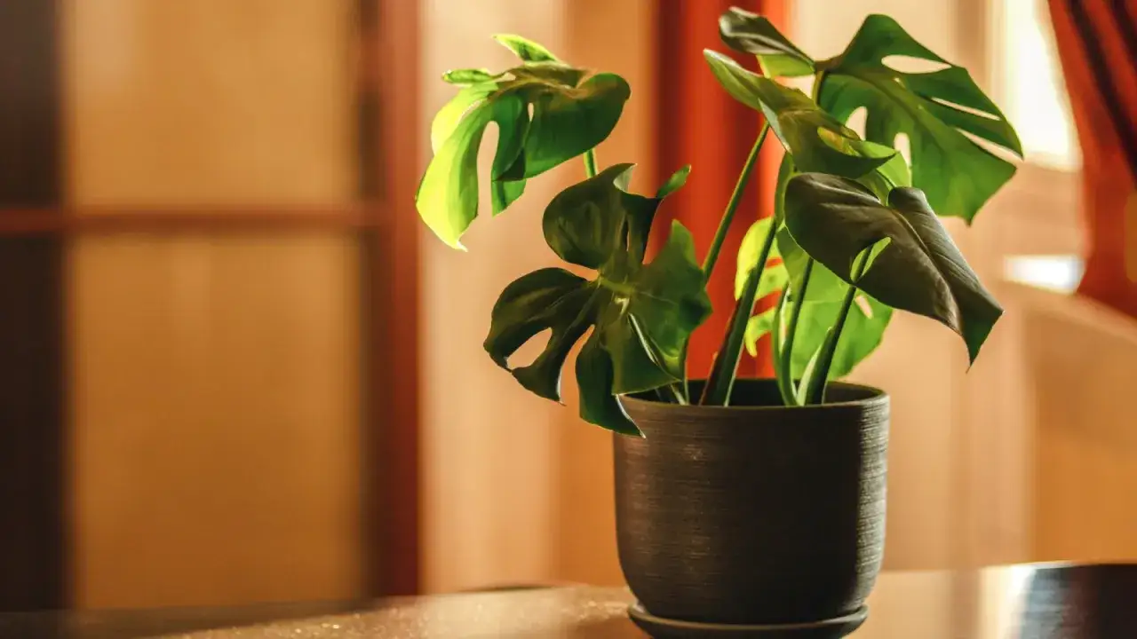 Monstera w ciemnej doniczce, z liśćmi o charakterystycznych nacięciach. Czy monstera kwitnie? Na razie cieszy oko bujną zielenią.