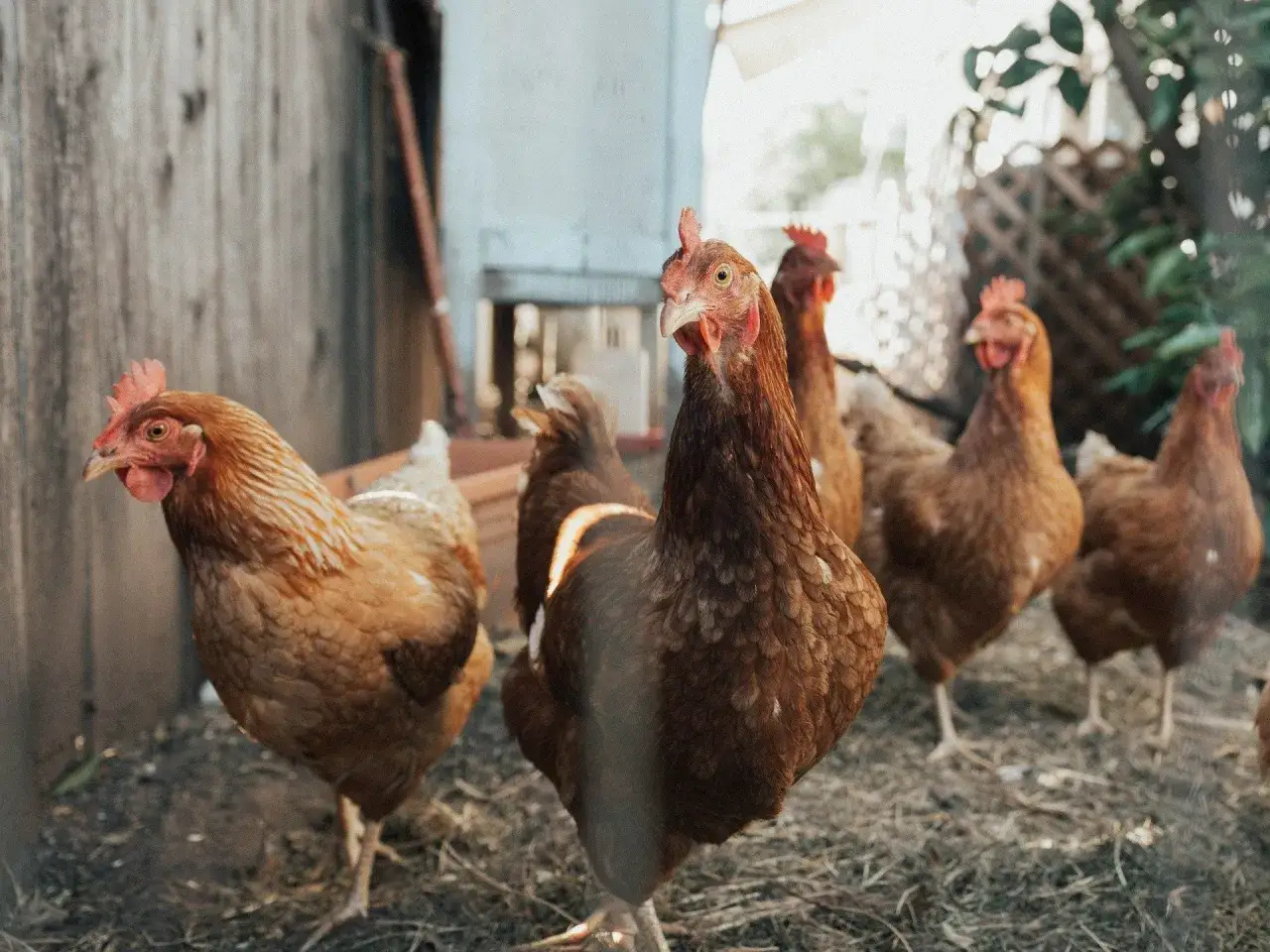 Stado kur zielononóżek w hodowli, brązowe ptaki z czerwonymi grzebieniami pasą się na ziemi.