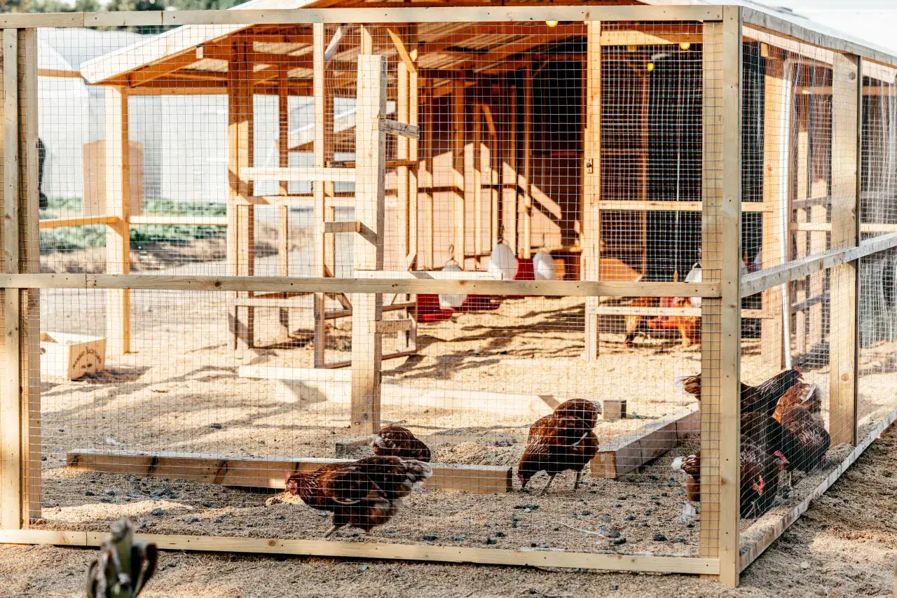 Kurnik na 30 kur projekt. Drewniana konstrukcja z siatką, w środku kilka kur.