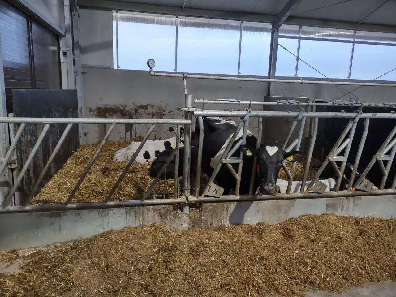 Wygodne stanowiska dla byków: słoma, metalowe przegrody i światło z góry zapewniają komfort zwierzętom.