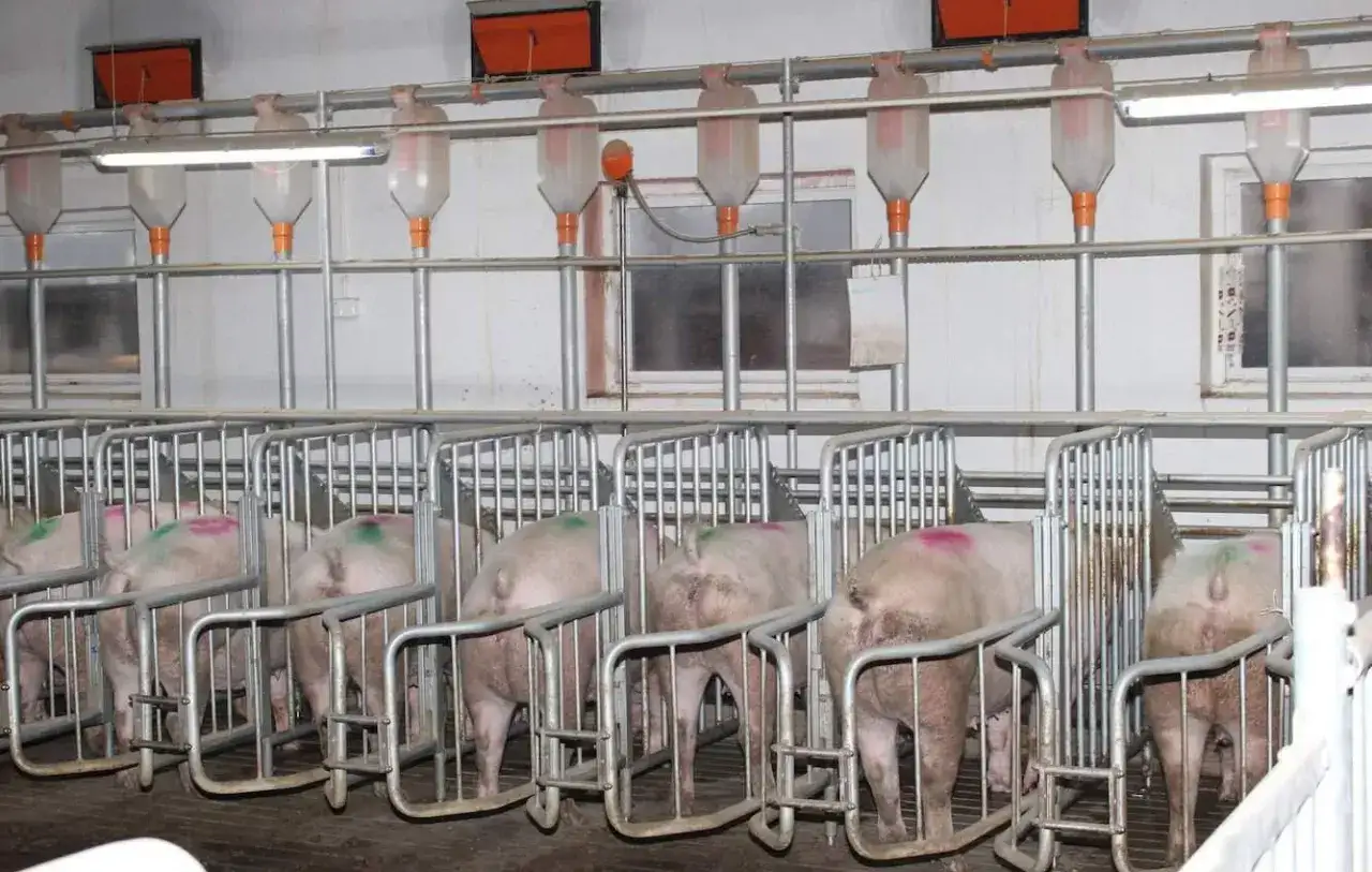 Świnie w boksach, gotowe do inseminacji. Nad nimi wiszą pojemniki z paszą.