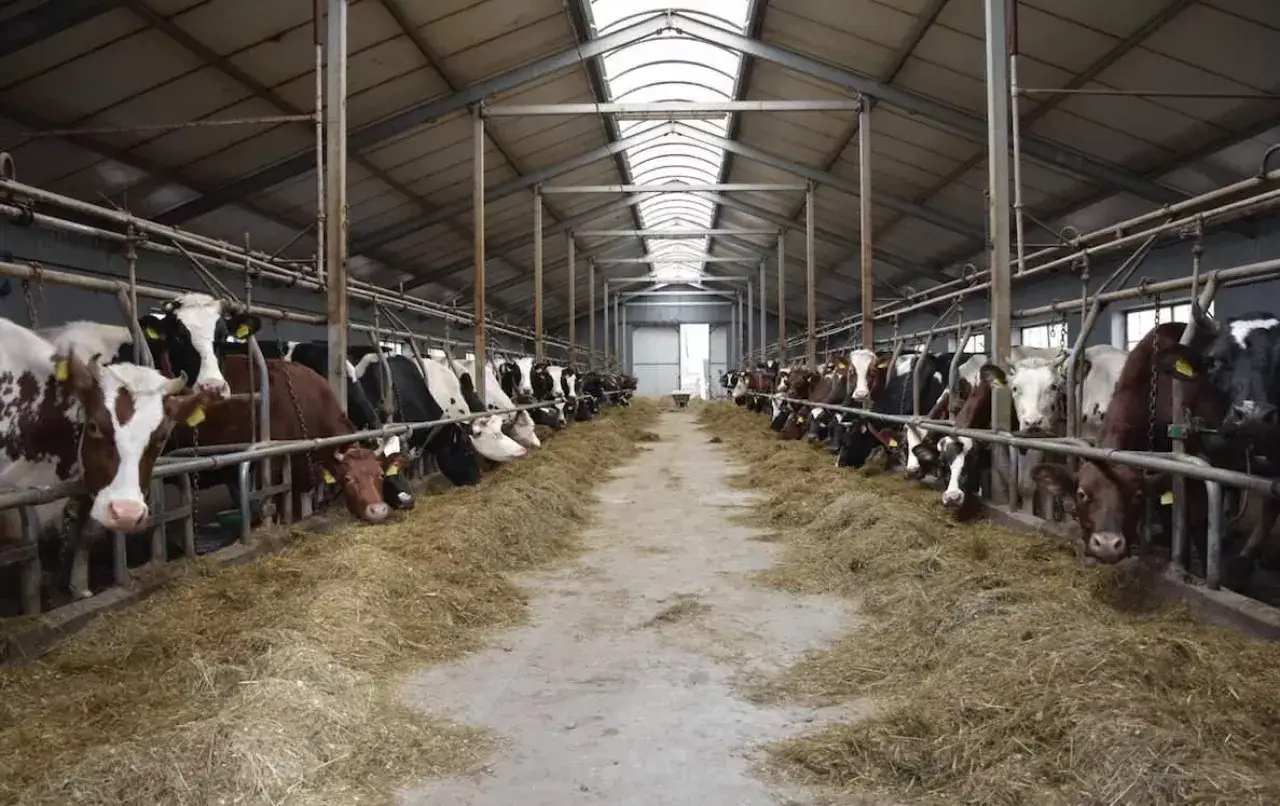 Krowy mleczne jedzą wysłodki buraczane mokre w oborze.
