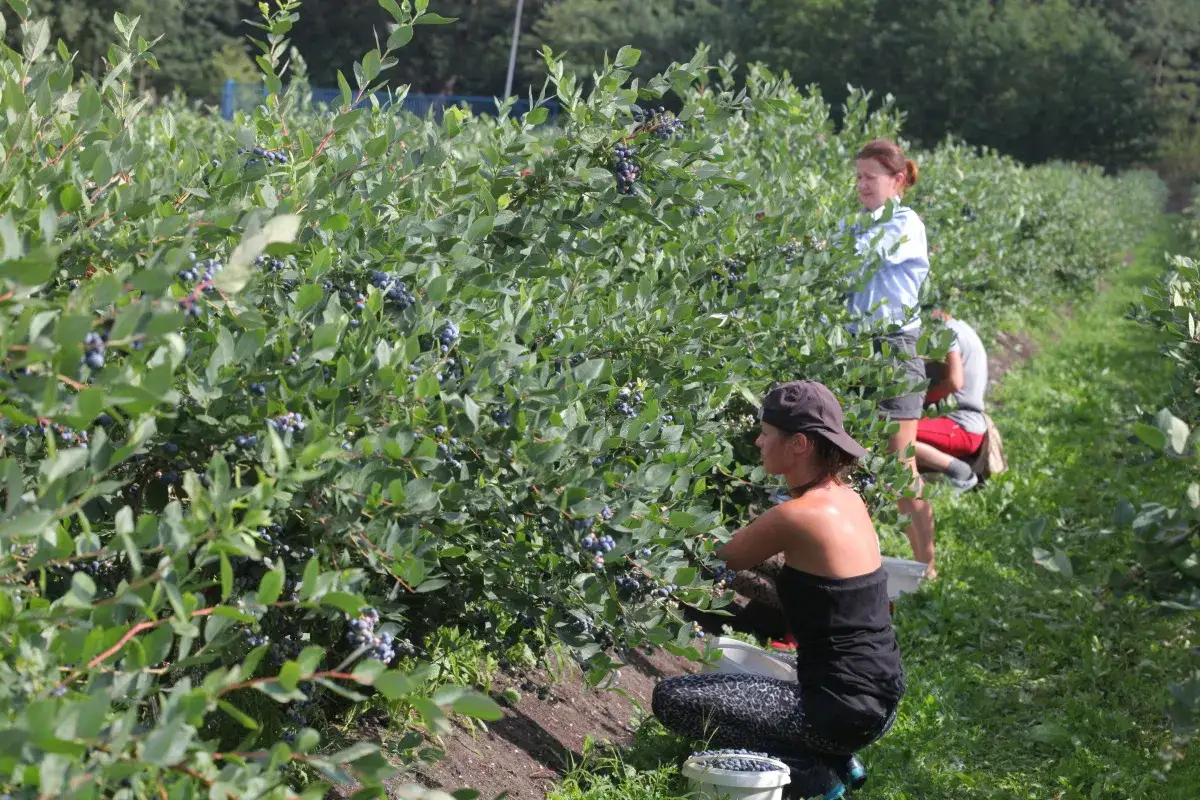 Na plantacji borówki amerykańskiej kobiety zbierają owoce. Widać rzędy krzewów i zieloną trawę.