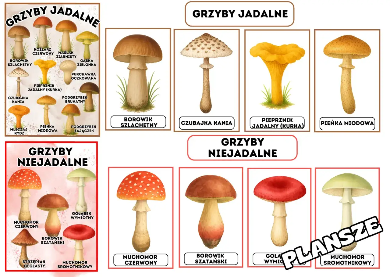 Ilustracja przedstawia jadalne grzyby z blaszkami, takie jak pieprznik jadalny (kurka) i pienka miodowa, obok grzyb&oacute;w niejadalnych.