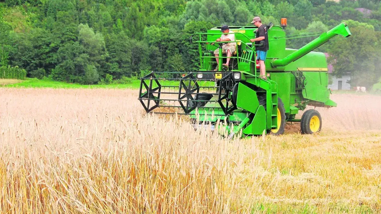 Kiedy są żniwa, zielona maszyna pracuje na polu dojrzałego zboża. Dwóch mężczyzn obserwuje pracę kombajnu.