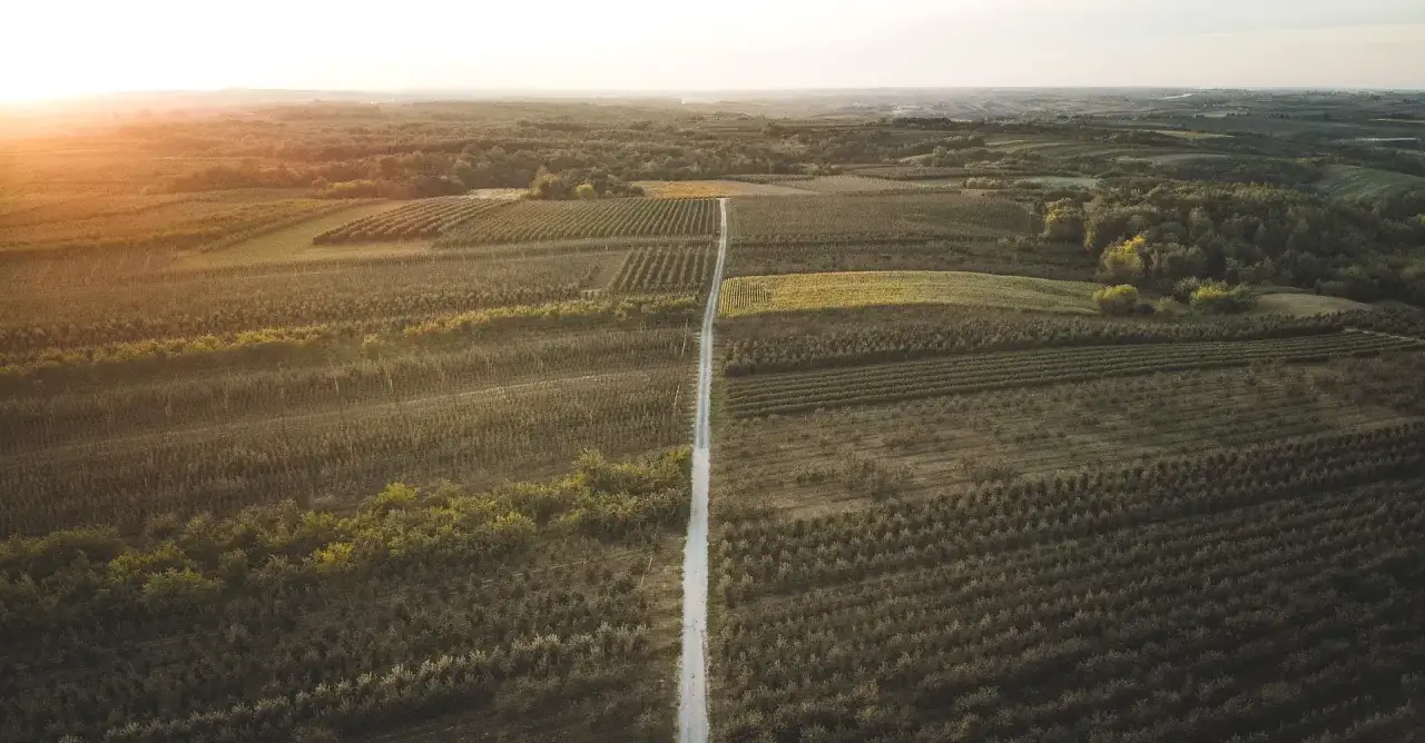 Rozległe, rzędowe sady jabłek, jedne z największych sad&oacute;w jabłek w Polsce, rozciągają się po horyzont.