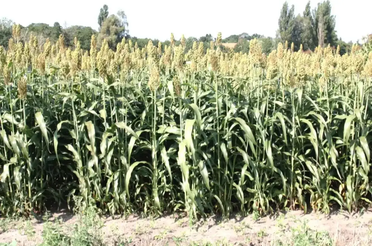 Pole pełne dojrzałego sorgo cukrowego z zielonymi liśćmi i jasnymi wiechami.