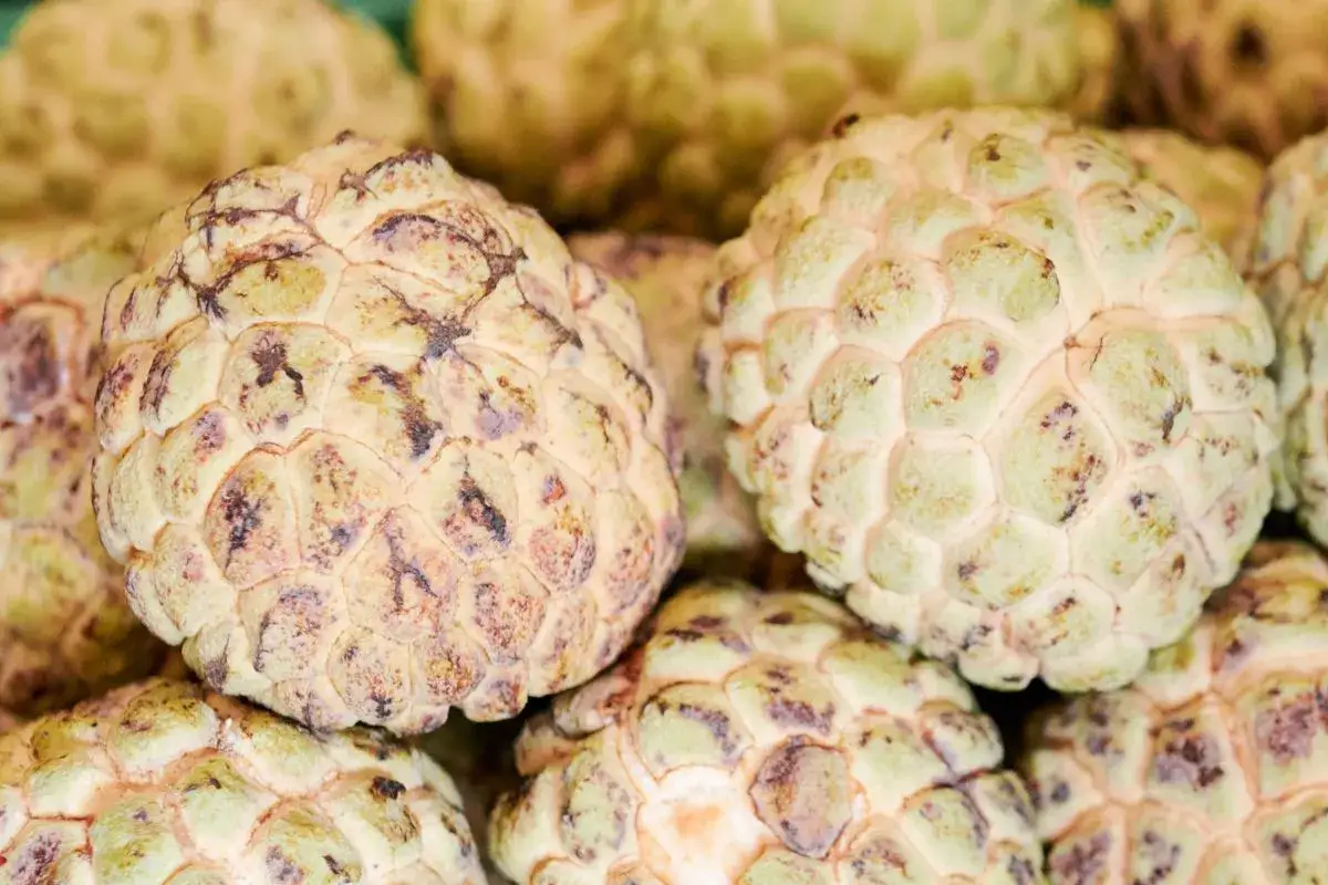 Kilka dojrzałych cherimoya owoców o łuskatej skórce, gotowych do spożycia.