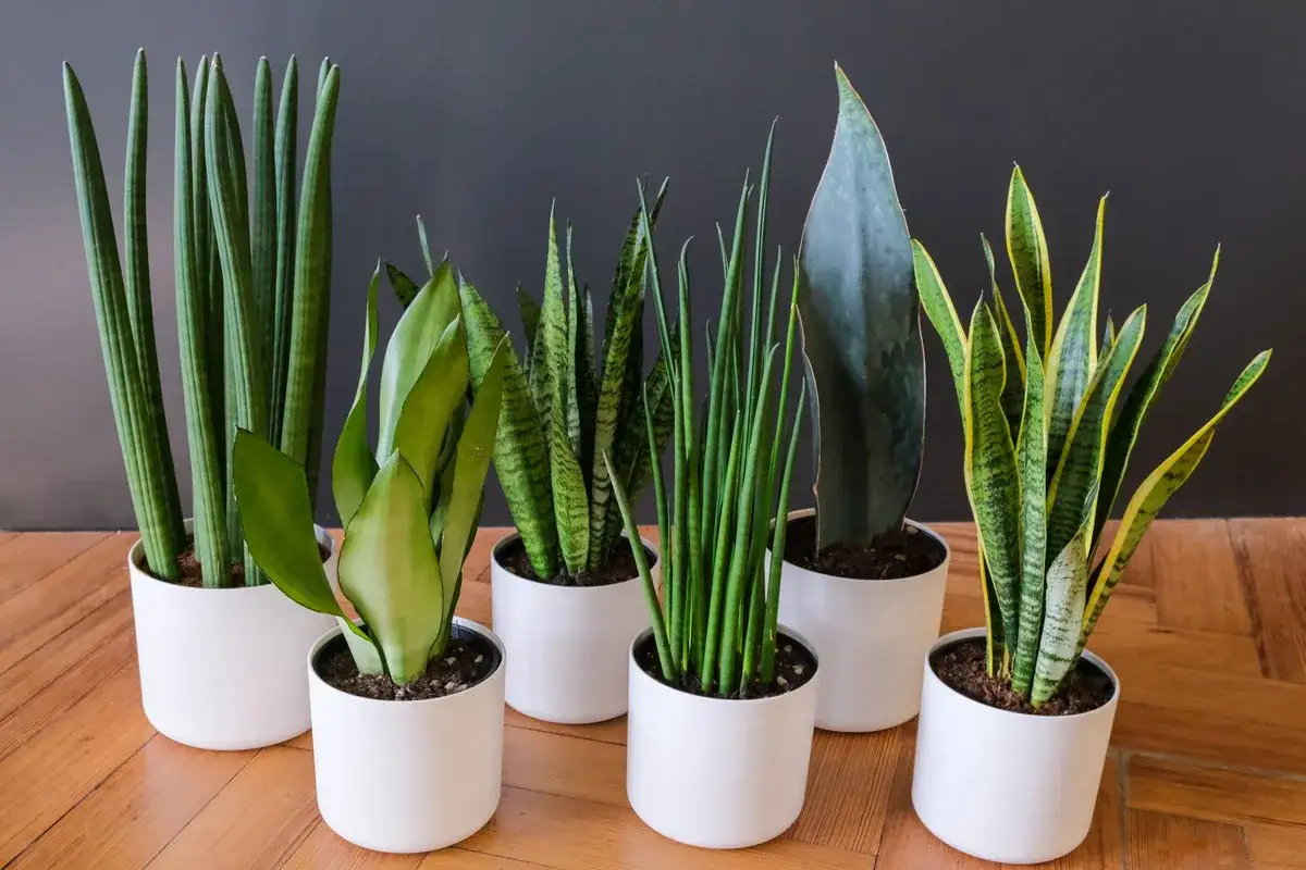 Kolekcja sansevieria odmiany: cylindryczne, szerokolistne i pstre, w białych doniczkach na drewnianej podłodze.