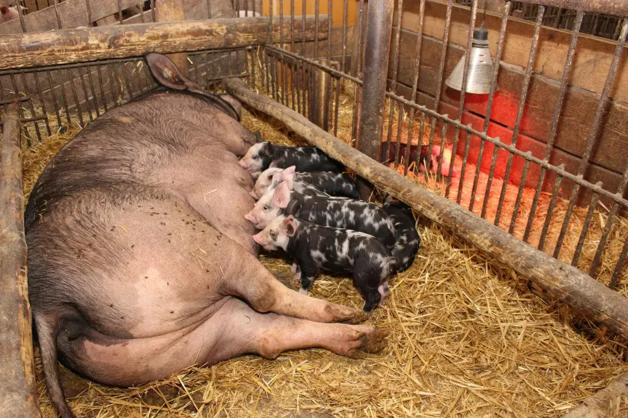 Matka i jej liczne prosięta, różne rasy świń, przytulają się na słomie pod lampą grzewczą.