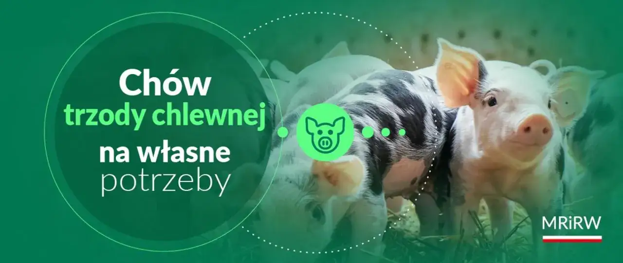 Czy można hodować świnie na własny użytek? Kilka uroczych prosiaków na zielonym tle z tekstem.