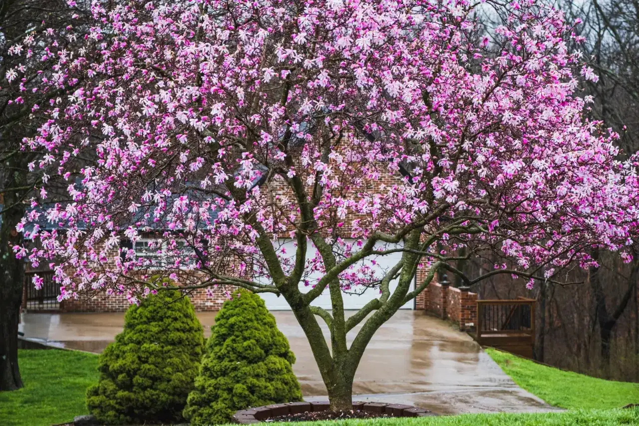 Magnolia w pełnym rozkwicie, jej różowo-białe kwiaty zachwycają. Zastanawiasz się, jak długo kwitnie magnolia? Ten widok to dowód, że warto czekać na jej piękno.