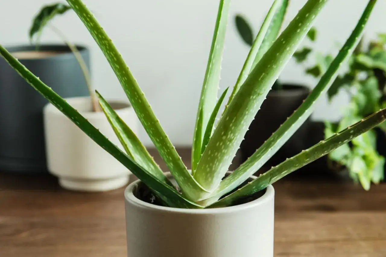 Aloes w szarej doniczce, idealny wybór, jeśli zastanawiasz się, jaka doniczka do aloesu będzie najlepsza.
