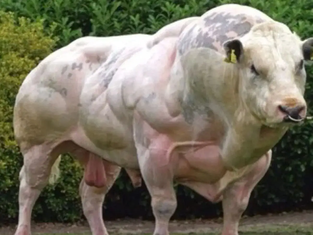 Potężny belgian blue, byk o niezwykle rozwiniętej muskulaturze, dumnie prezentuje swoją imponującą sylwetkę na tle zieleni.