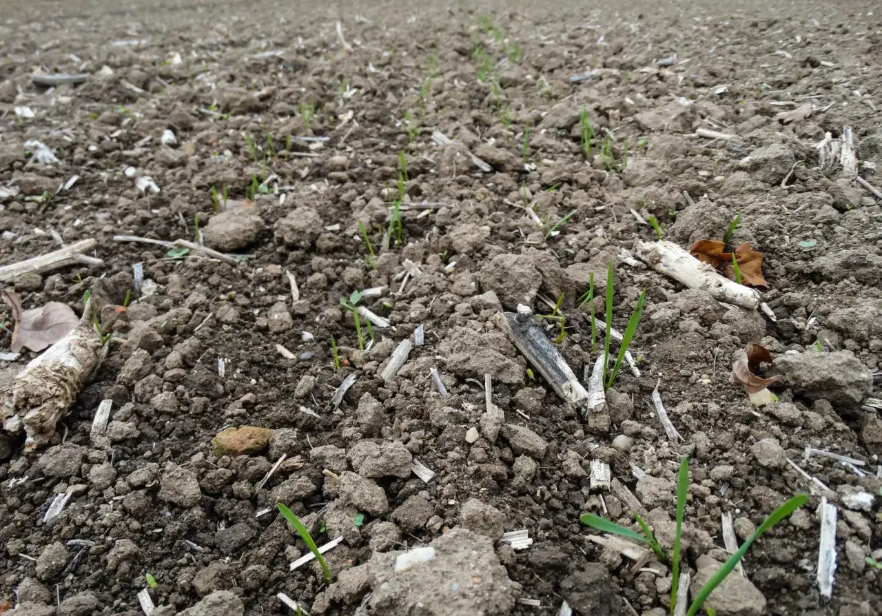 Młode pędy pszenicy przewódkowej przebijają się przez wilgotną ziemię, zapowiadając nowy sezon.