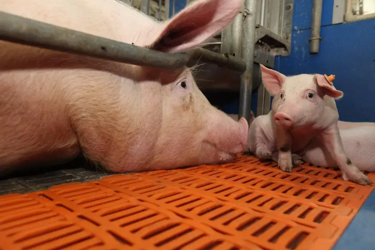 Duża maciora i prosiaczek na pomarańczowej macie. To przykładowe dawki pokarmowe dla świń, pokazujące różnice w potrzebach żywieniowych.
