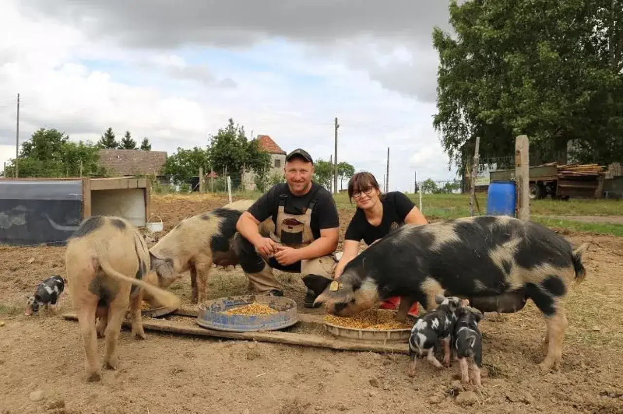 Para karmi zwierzęta, pokazując różne rasy świń i ich prosięta na farmie.