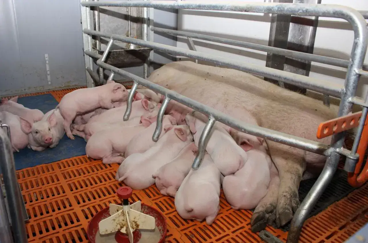 Wielka świnia leży, a wok&oacute;ł niej kłębi się liczne, r&oacute;żowe prosiaczki. To obrazek z życia hodowli, gdzie trwa naturalny krycie świni.