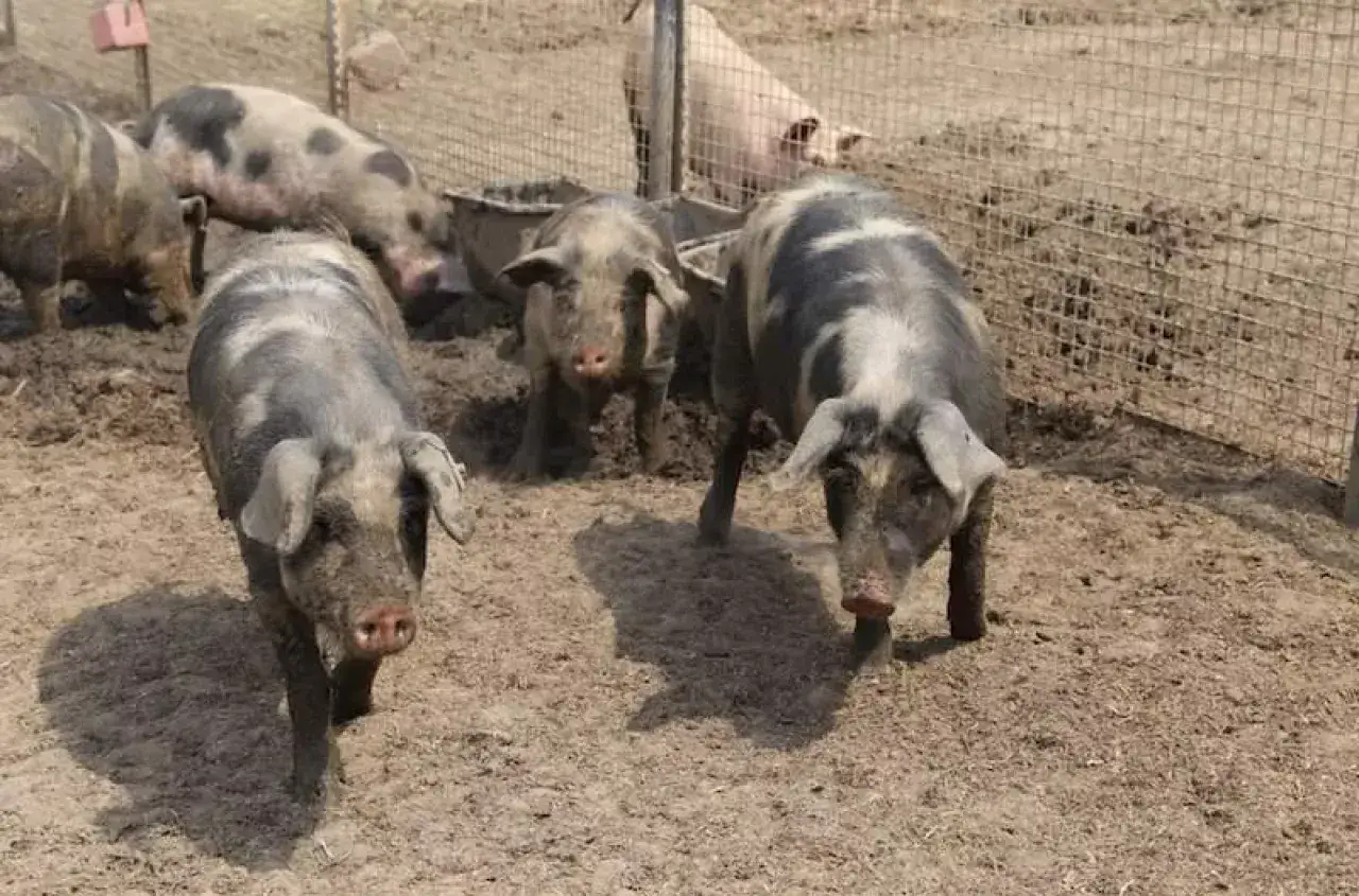 Kilka świń o charakterystycznym umaszczeniu, reprezentujących różne typy użytkowe świń, pasie się na błotnistym wybiegu.