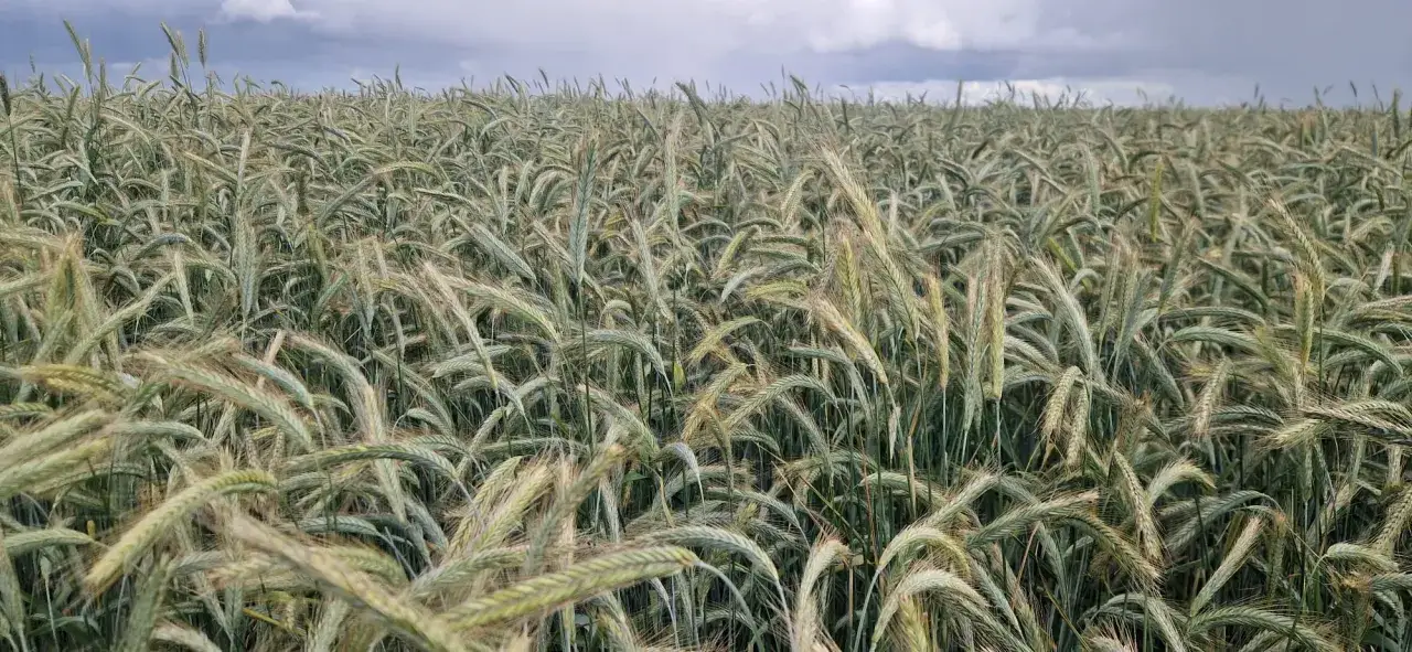 Pole żyta hybrydowego w pełnym rozkwicie, zielone kłosy kołyszą się na wietrze. Agrofoto z bliska.