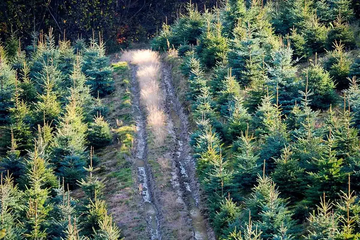 Młode choinki na plantacji, droga błotnista. Idealne miejsce, by zacząć realizować pomysł, jak założyć plantację choinek.