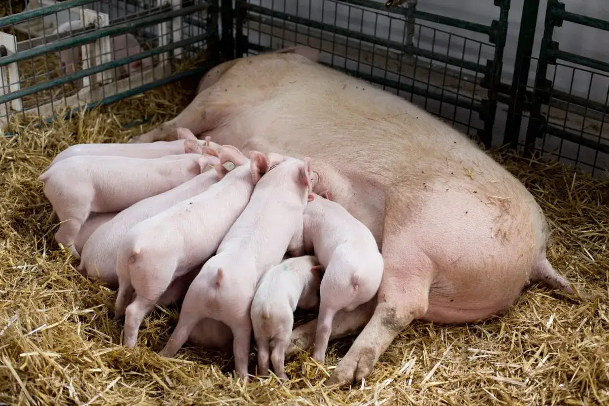 Prosięta ssące matkę, przykład typów użytkowych świń. W zagrodzie na słomie widać dużą lochę i kilka małych, różowych prosiąt.