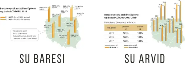 Wykres słupkowy porównujący plon zbóż hybrydowych SU Arvid i SU Baresi w badaniach COBORU.