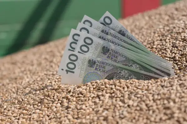 Złote banknoty wpadają do sterty pszenicy paszowej. Dobry urodzaj to dobry zarobek.
