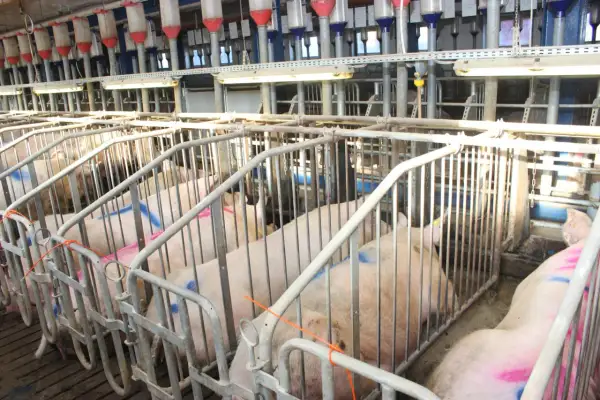 Świnie w boksach, gotowe do inseminacji świń. W tle widać system karmienia.