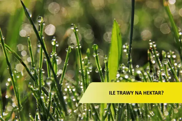 Krople rosy na źdźbłach trawy. Pytanie: ile trawy na hektar łąki?