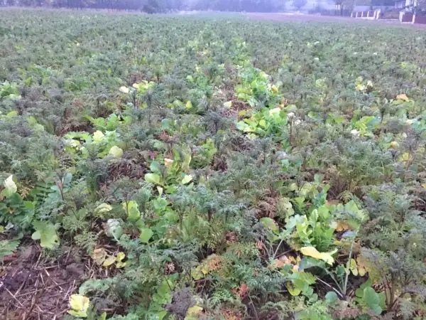 Pole rzodkiewki oleistej z zielonymi liśćmi i ciemniejszymi, rozgałęzionymi pędami.