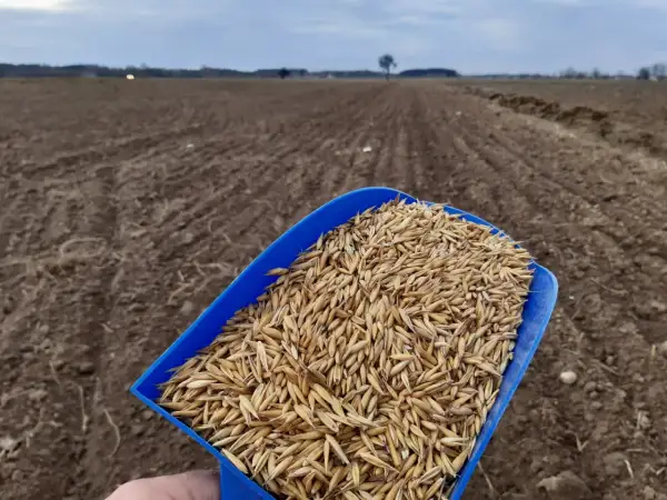Niebieska łopatka pełna ziarna owsa czeka na rozsypanie na zaoranym polu. Rozpoczyna się nawożenie owsa.