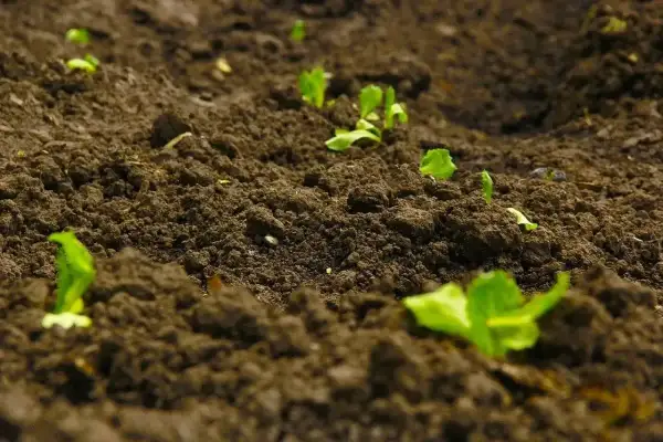 Młode pędy lucerny przebijają się przez wilgotną ziemię. Rozpoczyna się udana lucerna uprawa, obiecując obfite plony.