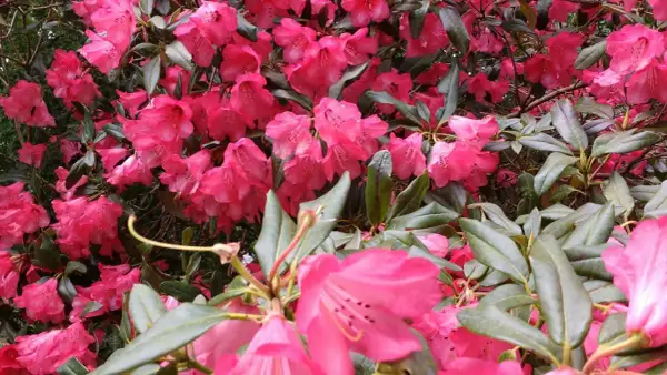 Krzew rododendronu w pełnym rozkwicie, z mnóstwem intensywnie różowych kwiatów. Dowiedz się, jak zaszczepić rododendrona, by cieszyć się jego pięknem.
