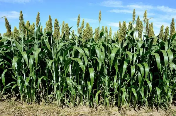 Gęste, zielone łodygi sorgo na poplon, z widocznymi wiechami, na tle błękitnego nieba z chmurami.