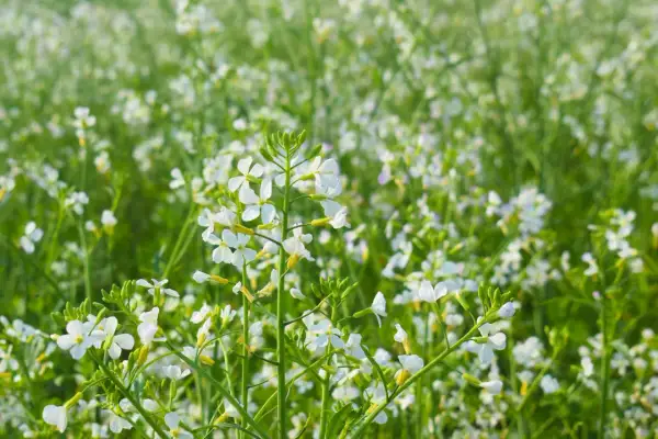 Pole obsypane drobnymi białymi kwiatami, kwitnąca rzodkiew na poplon.