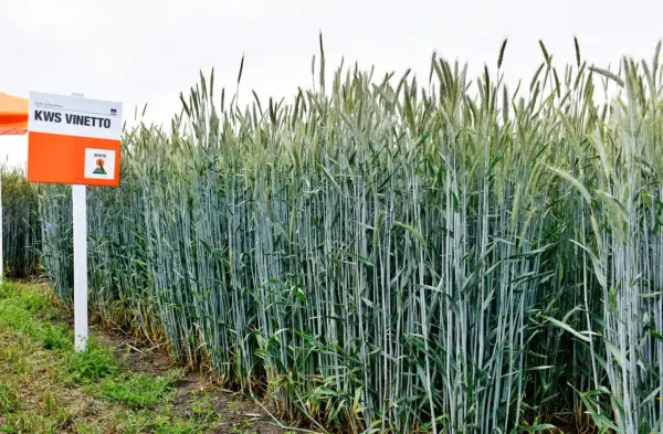Pole zielonego żyta hybrydowego KWS Vinetto. Widać tabliczkę z nazwą odmiany. Ile żyta z ha? Dużo!