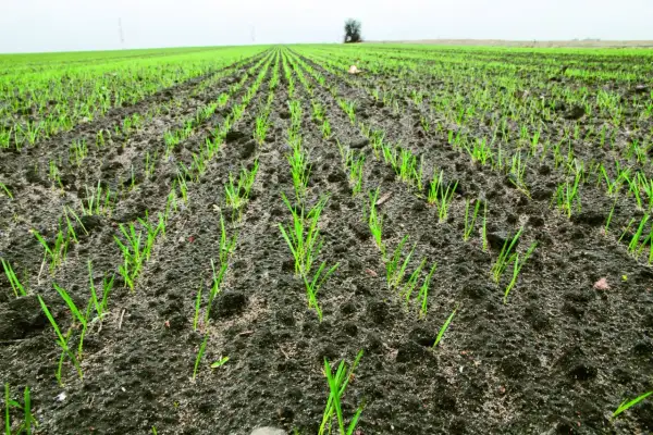 Młode źdźbła pszenicy wschodzą na polu. Siew pszenicy w listopadzie zapowiada przyszłe plony.