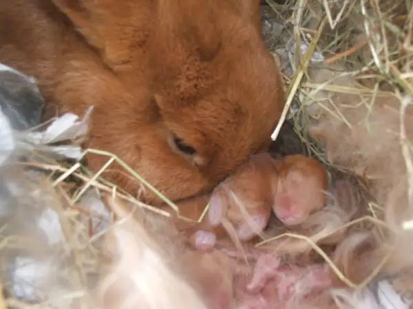 Matka królik czuwa nad swoimi nowo narodzonymi, śpiącymi maluchami w gnieździe. Widać, ile królik jest w ciąży, bo są już małe króliczki.